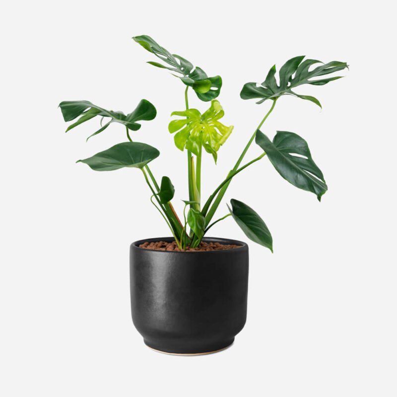Artificial Plants in Qatar – Indoor & Outdoor Garden Décor