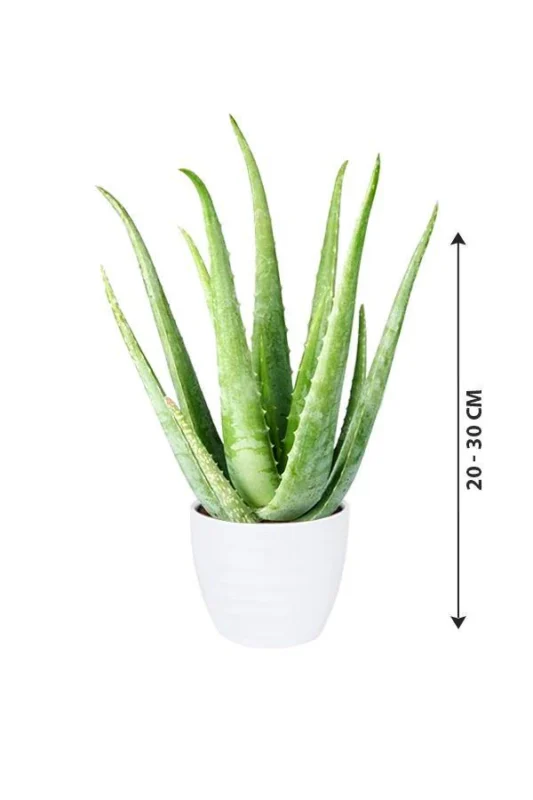 Aloe vera 20-30cm