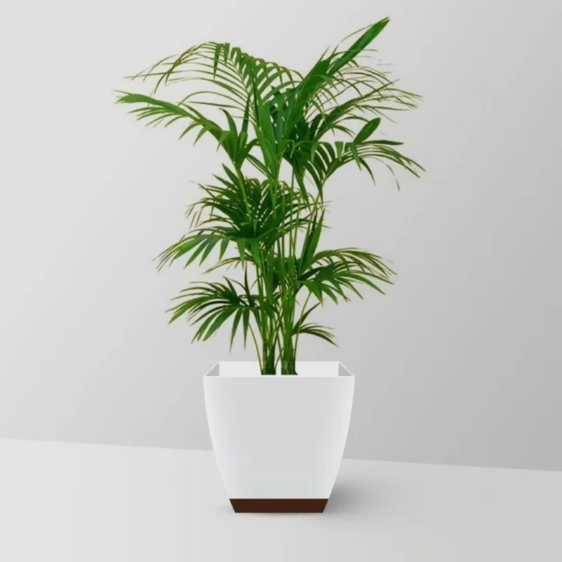 Bamboo Palm – Elegant Indoor Plant for a Lush Green Touch