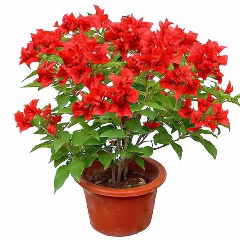 Bougainvillaea Tomato Red 80-100cm