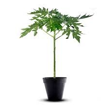 Carica papaya 2M