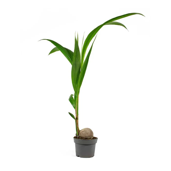 Cocos nucifera 1.5-1.8m