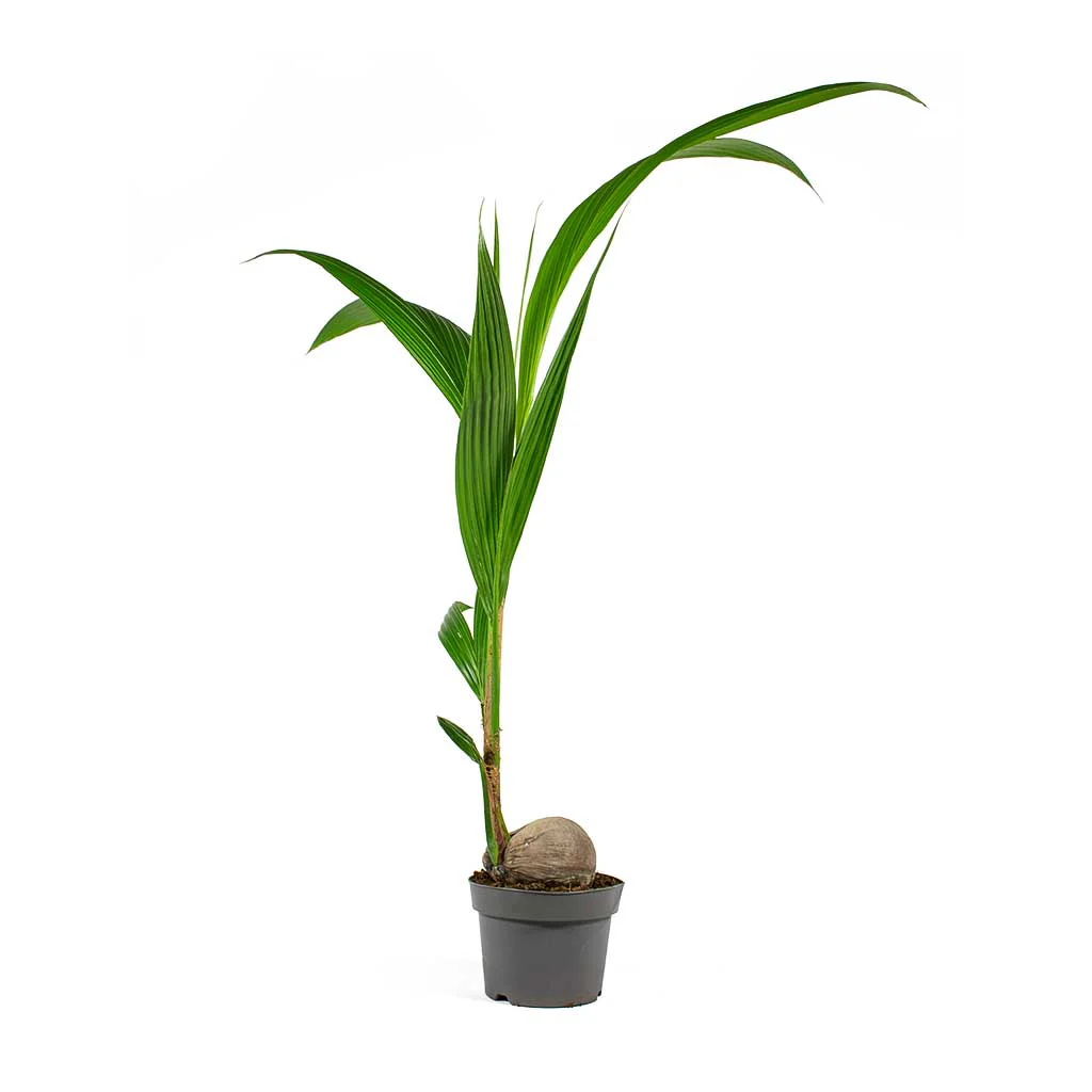 Cocos nucifera 1.5-1.8m
