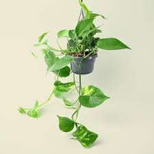 Epipremnum Hanging