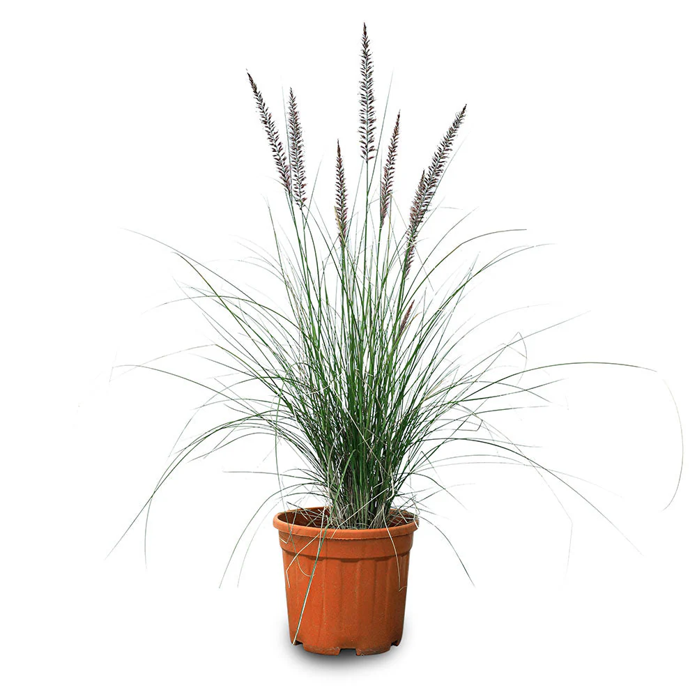 Pennisetum setaceum 40-50cm
