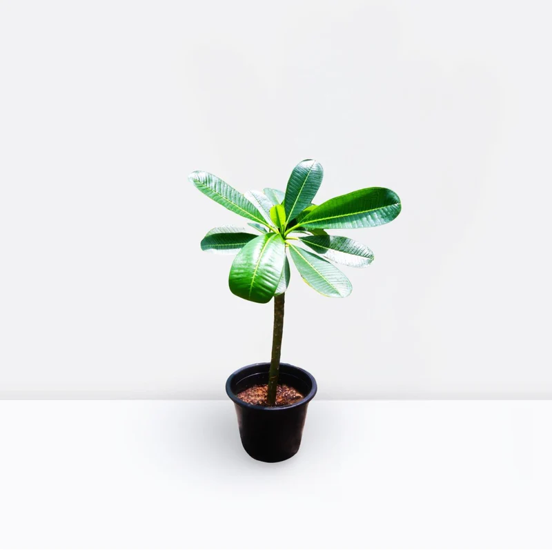 Plumeria obtusa 70cm-80cm