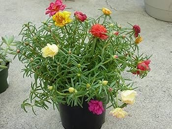 Portulaca Grandiflora Mix 10-15cm