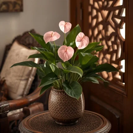 Anthurium Pink indoor flowering plant with glossy green leaves and pink spathes, ideal for Qatar homes