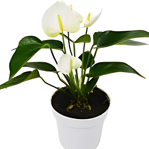 Anthurium Mini Cute as a thoughtful gift plant with red blooms and green foliage