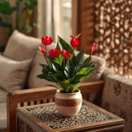 Compact Anthurium Mini Cute for tabletop and small indoor spaces in Qatar