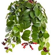 Beautiful Aeschayanthus hanging indoor flowering plant enhancing modern home interiors in Qatar