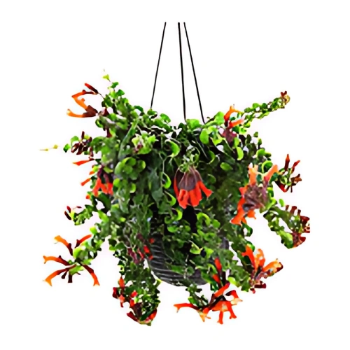 schayanthus hanging indoor plant with trailing green leaves and red flowers in Qatar home decor