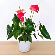 Anthurium Mini Cute indoor plant with red heart-shaped blooms for Qatar homes