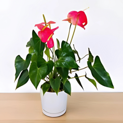Anthurium Mini Cute indoor plant with red heart-shaped blooms for Qatar homes