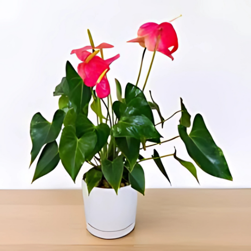 Anthurium Mini Cute indoor plant with red heart-shaped blooms for Qatar homes