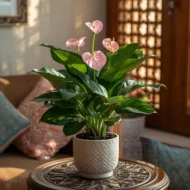 Anthurium Pink plant displayed indoors with pink blooms and green leaves enhancing Qatar home décor