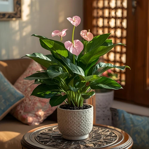 Anthurium Pink plant displayed indoors with pink blooms and green leaves enhancing Qatar home décor