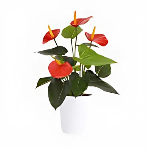 Anthurium Red indoor flowering plant with vibrant red spathes and glossy green leaves in Qatar