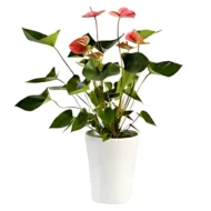 Anthurium Red indoor plant adding tropical charm and color to home décor in Qatar