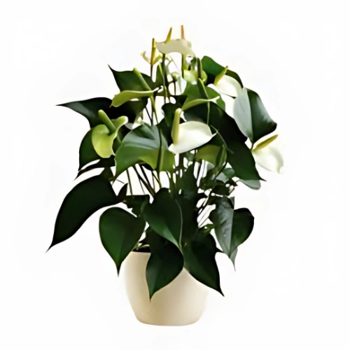 Anthurium White indoor flowering plant with glossy heart-shaped leaves and white blooms in Qatar