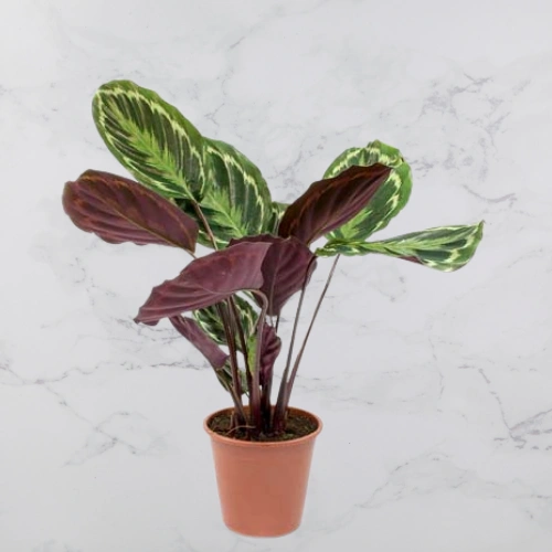 Calathea Rosapicta 30cm evergreen indoor plant with patterned green and maroon leaves in Qatar home décor