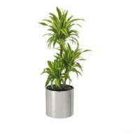 Dracaena Lemon Lime indoor evergreen plant with lime-green and dark-green leaves in Qatar home décor