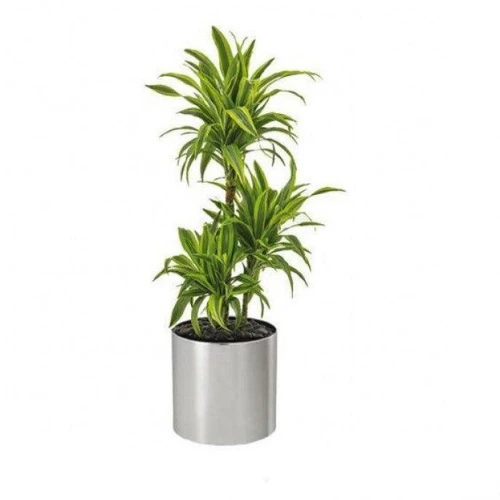 Dracaena Lemon Lime indoor evergreen plant with lime-green and dark-green leaves in Qatar home décor