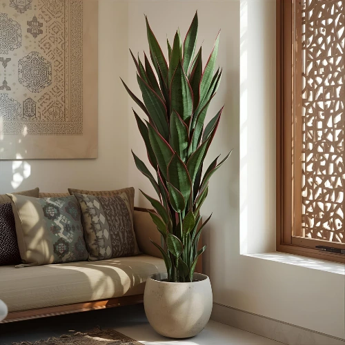 Elegant 100cm Dracaena Marginata indoor plant with three poles and slender red-edged leaves in pot