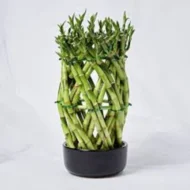 Dracaena sanderiana Lucky Bamboo plant improving indoor air quality in Qatar