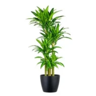 Evergreen Dracaena Marginata 3pp – Air-Purifying Indoor Plant