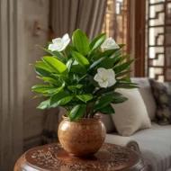 Elegant Gardenia Jasminoides 30cm indoor plant adding fragrance and beauty to home décor in Qatar