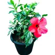 Evergreen hibiscus plant with lush green leaves and colorful blooms in Qatar.