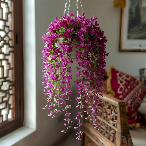Trailing Aeschayanthus plant in hanging basket with vibrant pink and red blooms for indoor decoration