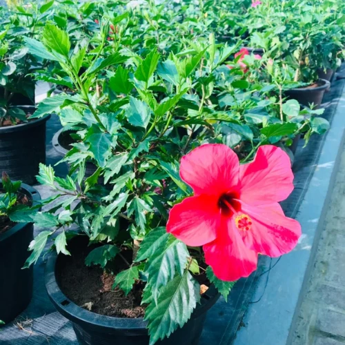 Hibiscus rosa-sinensis indoor plant with red and pink flowers in Qatar.