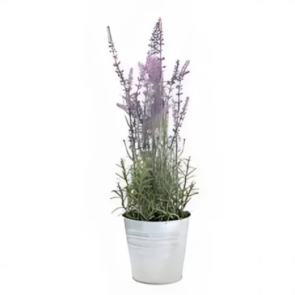 Lavender indoor flowering plant with purple blooms and silvery-green leaves in Qatar