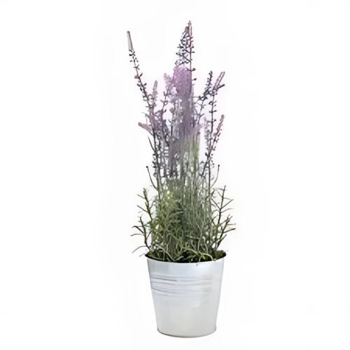 Lavender indoor flowering plant with purple blooms and silvery-green leaves in Qatar