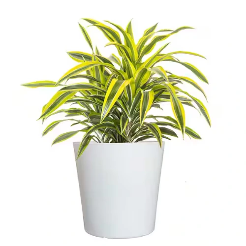Medium-sized Dracaena Lemon Lime plant with bright lime foliage perfect for indoor desks and shelves
