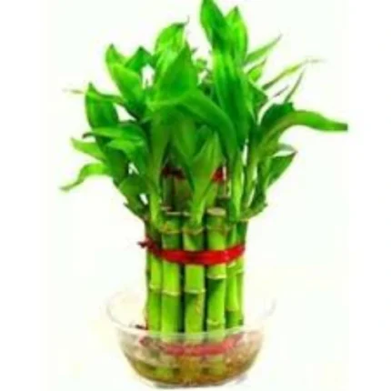 Lucky Bamboo (Dracaena sanderiana) indoor plant with glossy green stalks in Qatar