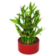 Lucky Bamboo Feng Shui plant in a stylish pot, ideal for home and office décor in Qatar
