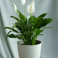 Peace Lily indoor flowering plant with white blooms and glossy green leaves in Qatar