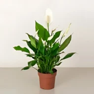 Peace Lily plant placed in a stylish pot for home and office décor in Qatar.