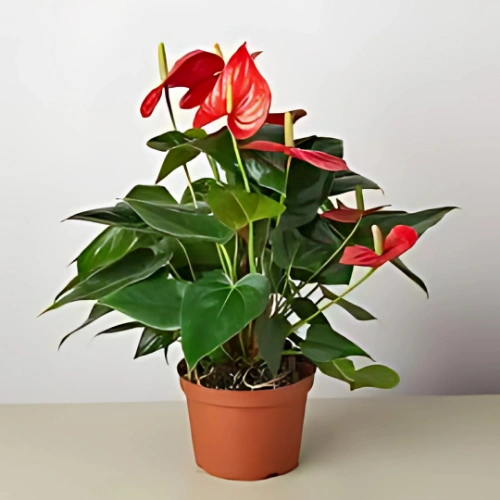 Red Anthurium andraeanum with heart-shaped green leaves and yellow spadix – indoor tropical plant