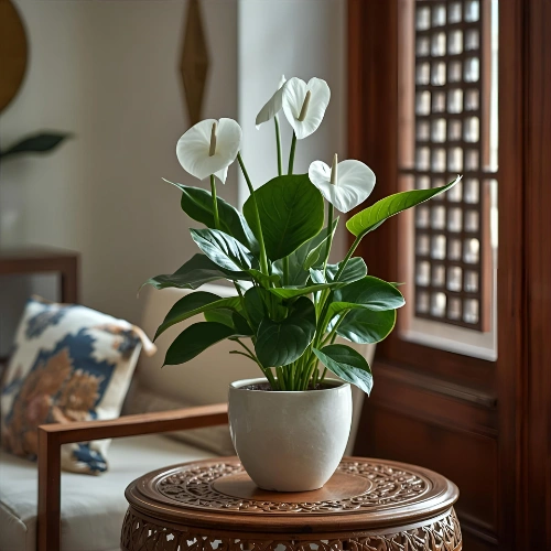 White Anthurium flowering houseplant with dark green leaves and bright yellow spadix