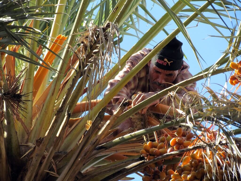 Date Palm & Large Tree Maintenance