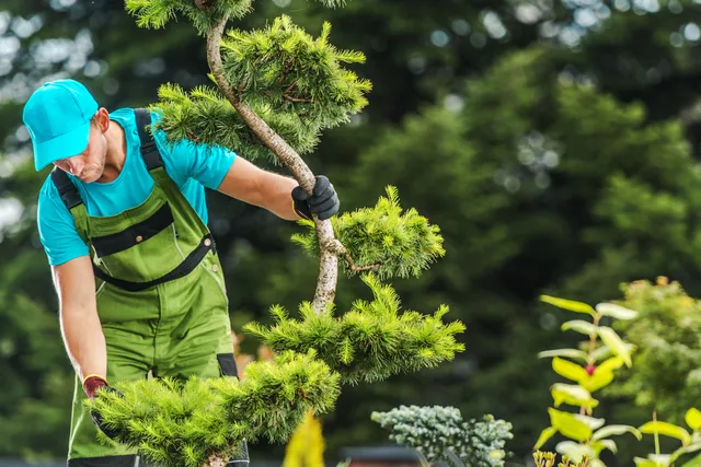Best Garden Maintenance Services in Qatar