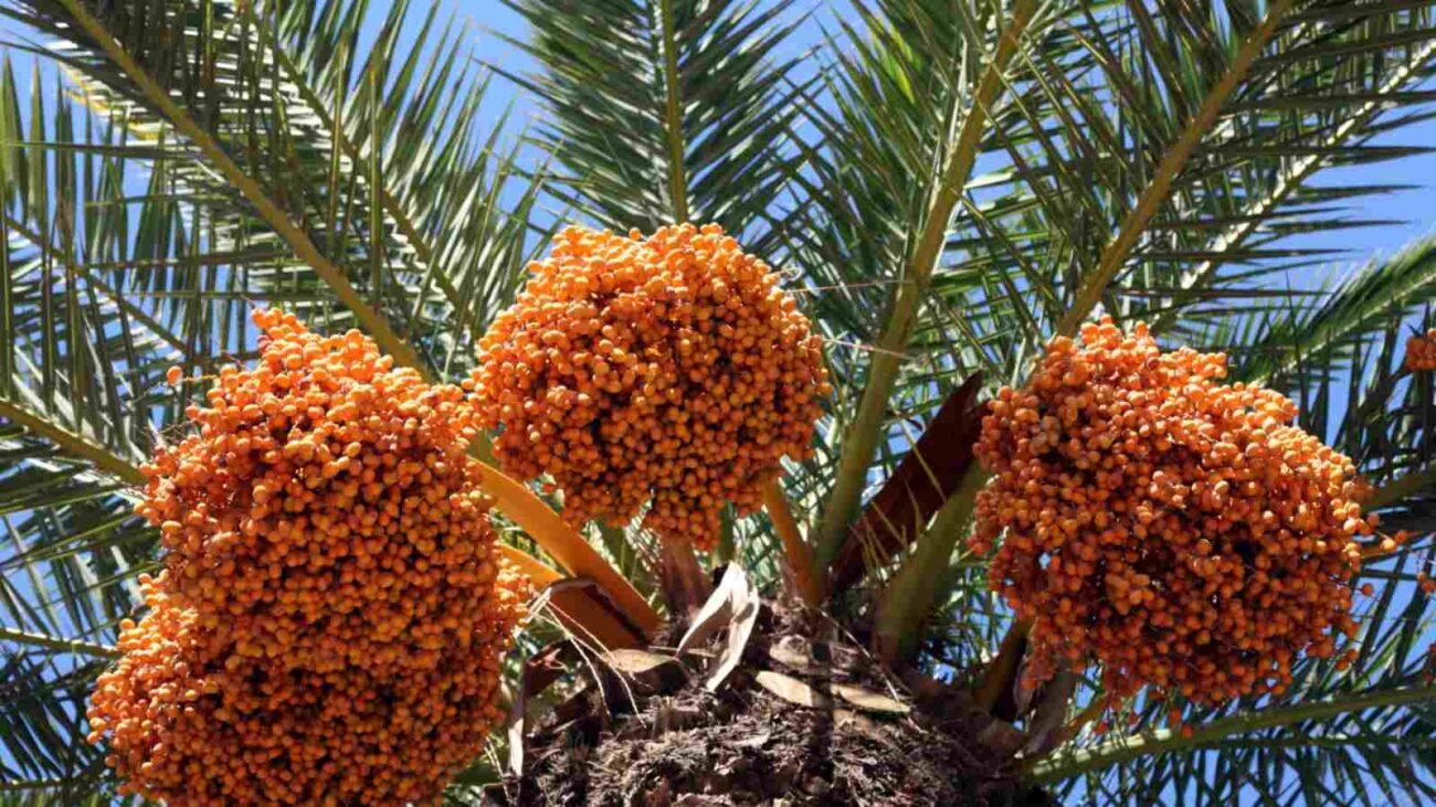 Monthly Date Palm Maintenance