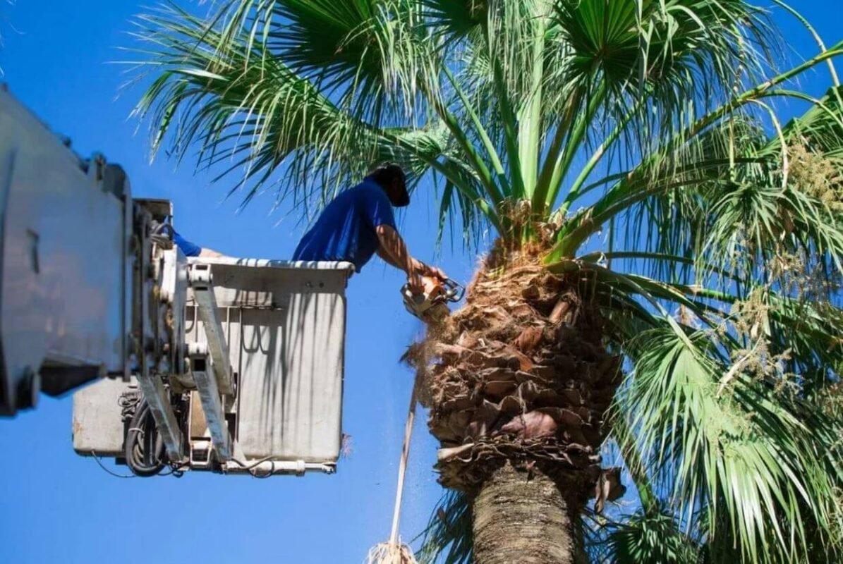 Date Palm & Large Tree Maintenance