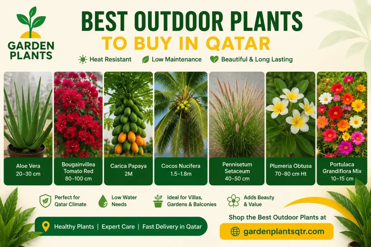 Best outdoor plants to buy in Qatar, including Aloe Vera, Bougainvillea, Carica Papaya, Coconut Palm, Pennisetum, Plumeria, and Portulaca from Garden Plants Qatar.