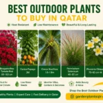 Best outdoor plants to buy in Qatar, including Aloe Vera, Bougainvillea, Carica Papaya, Coconut Palm, Pennisetum, Plumeria, and Portulaca from Garden Plants Qatar.