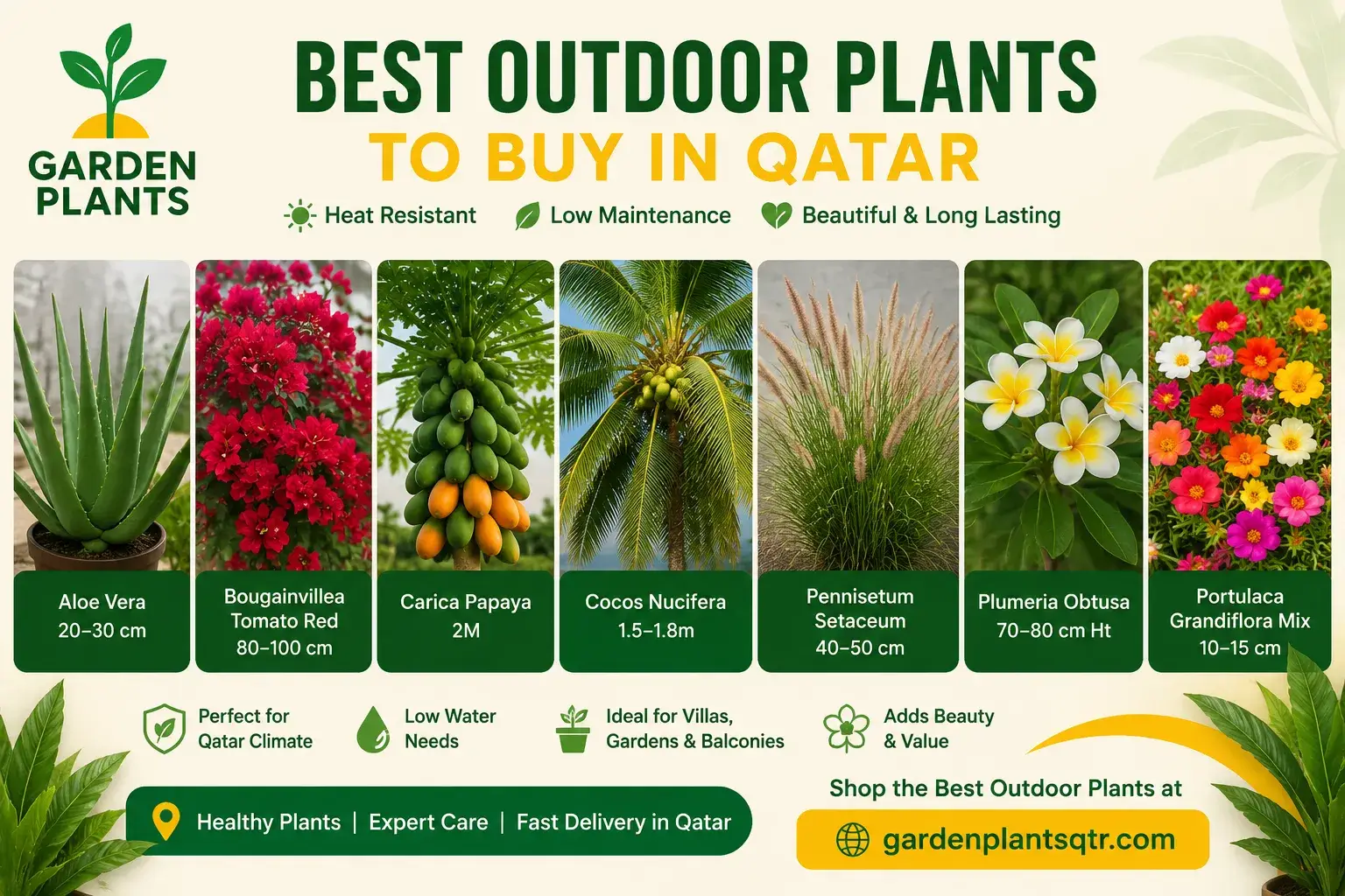 Best outdoor plants to buy in Qatar, including Aloe Vera, Bougainvillea, Carica Papaya, Coconut Palm, Pennisetum, Plumeria, and Portulaca from Garden Plants Qatar.